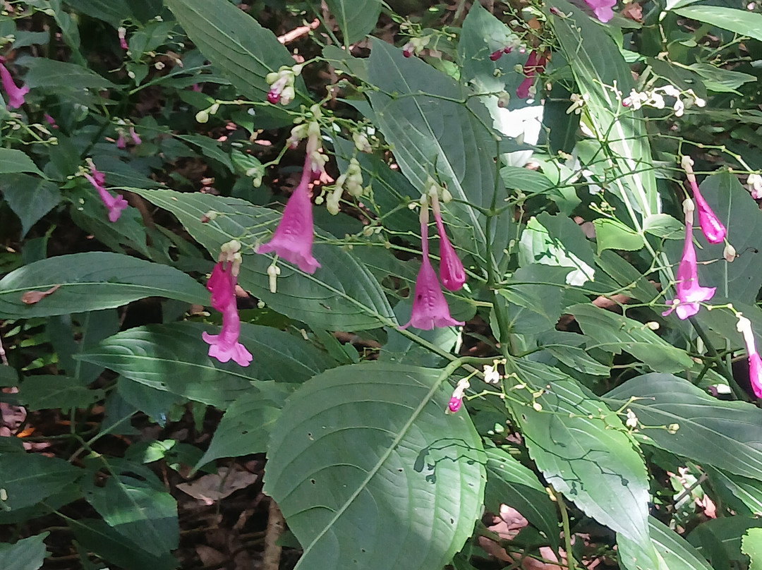 Tamarind Falls景点图片