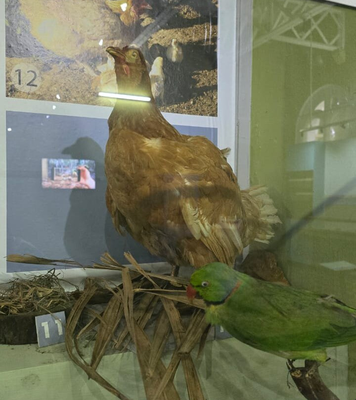 Natural History Museum-路易士港必去景点