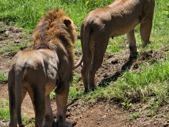 Azizi Africa Luxury Safaris-Karen必去景点