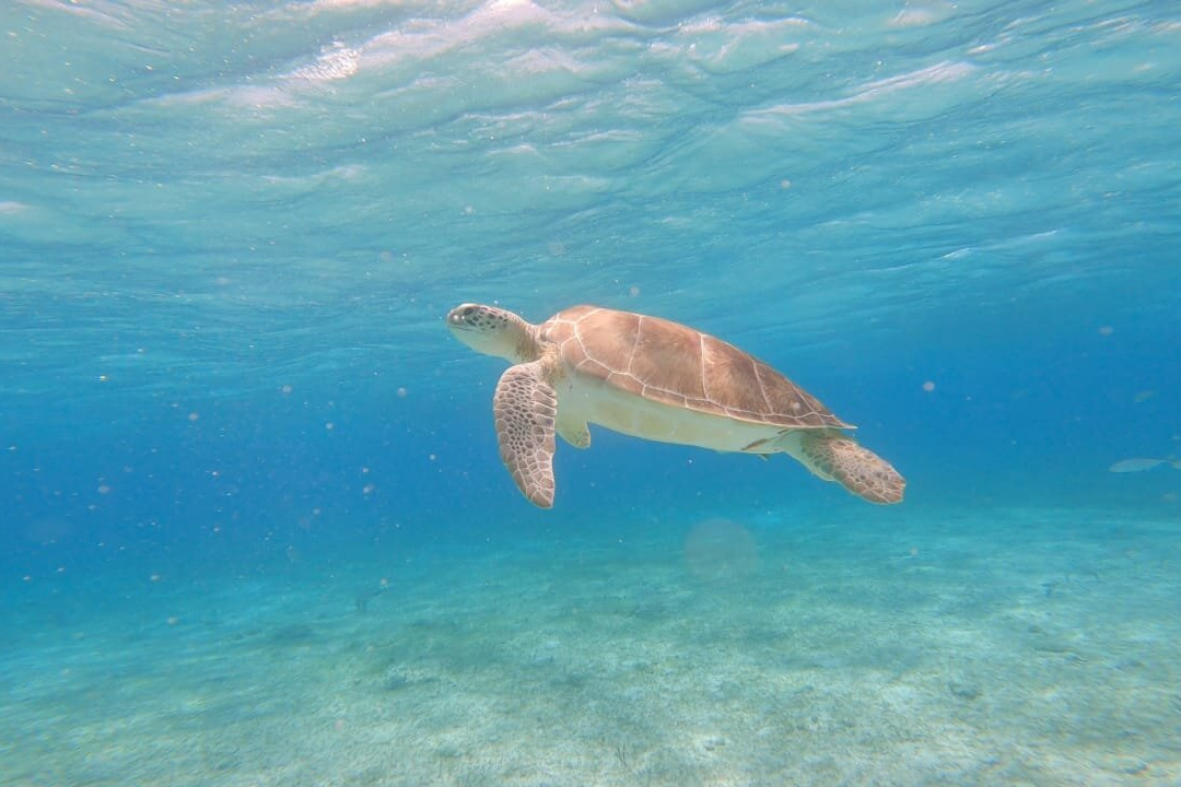 Playa El Cielo-考祖梅必去景点