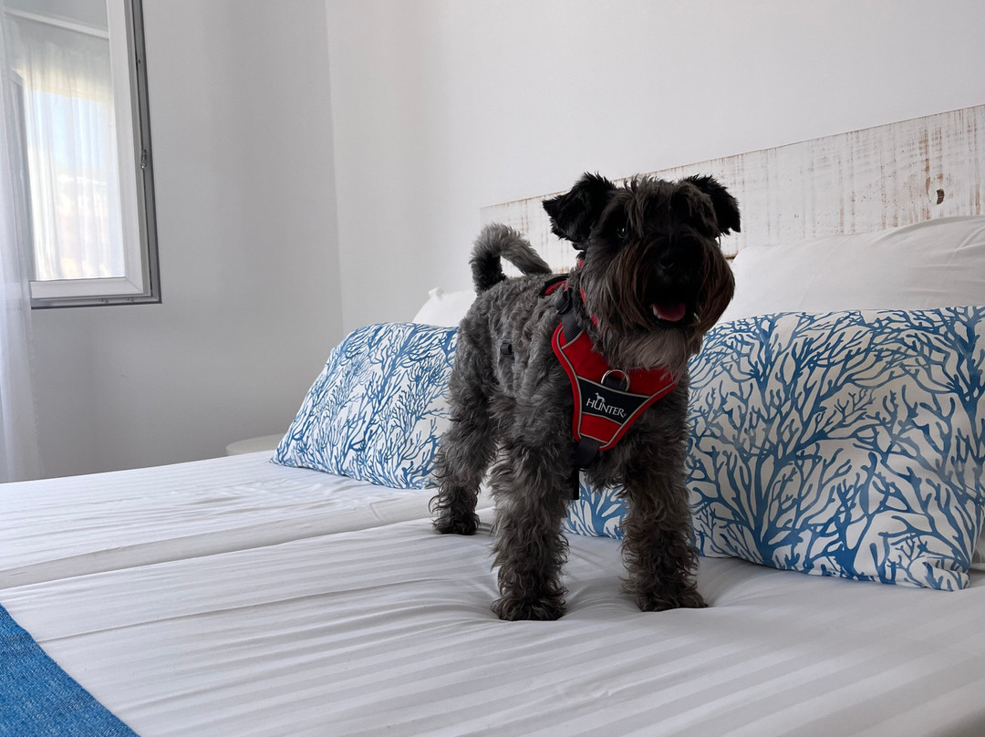 Hostal Dragonera主图