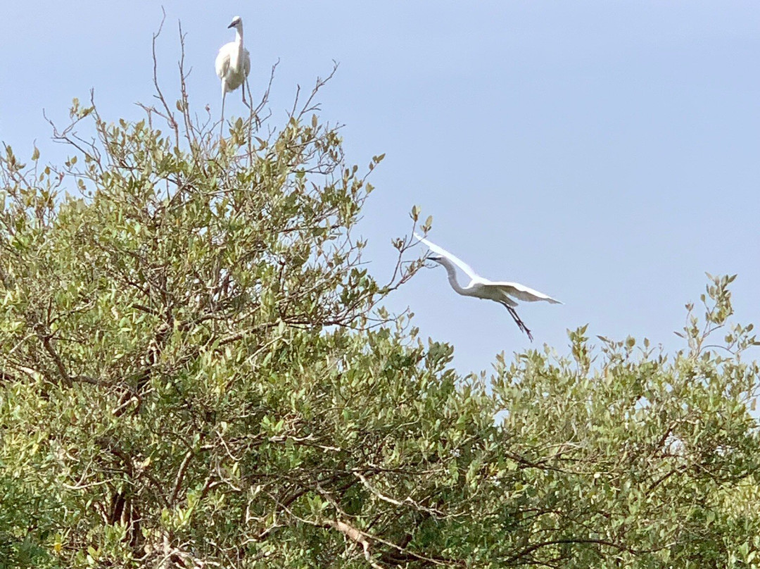 Mangrove Forests of Qeshm景点图片