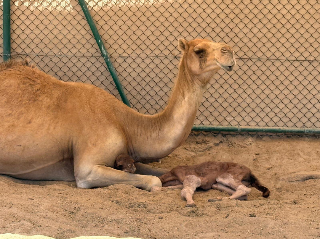 Royal Camel Farm-麦纳麦必去景点