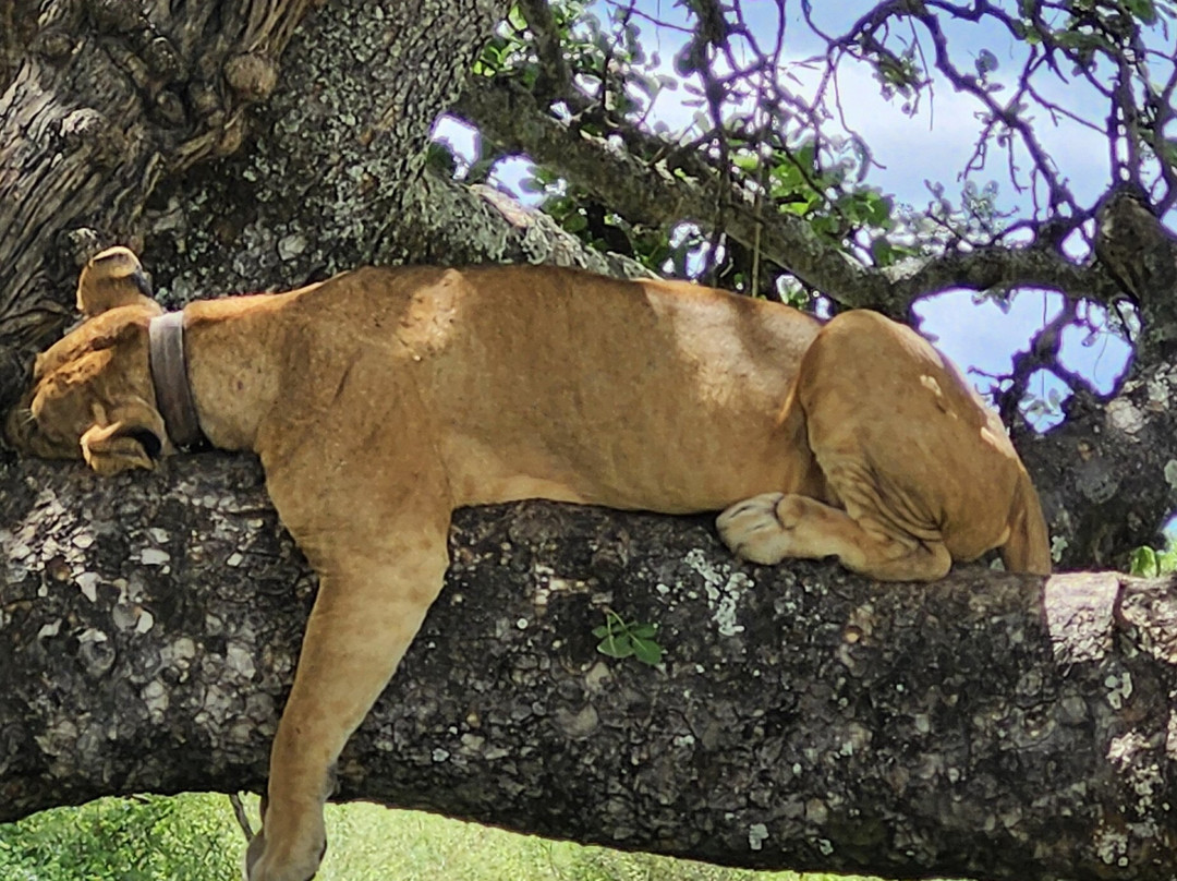 Termite Tour Travel-阿鲁沙必去景点