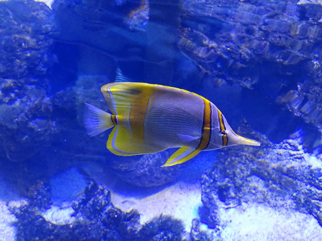 Ocean Park Aquarium景点图片