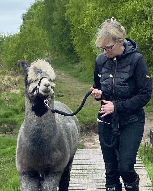 Wetley Moor Alpacas-特伦特河畔斯托克必去景点