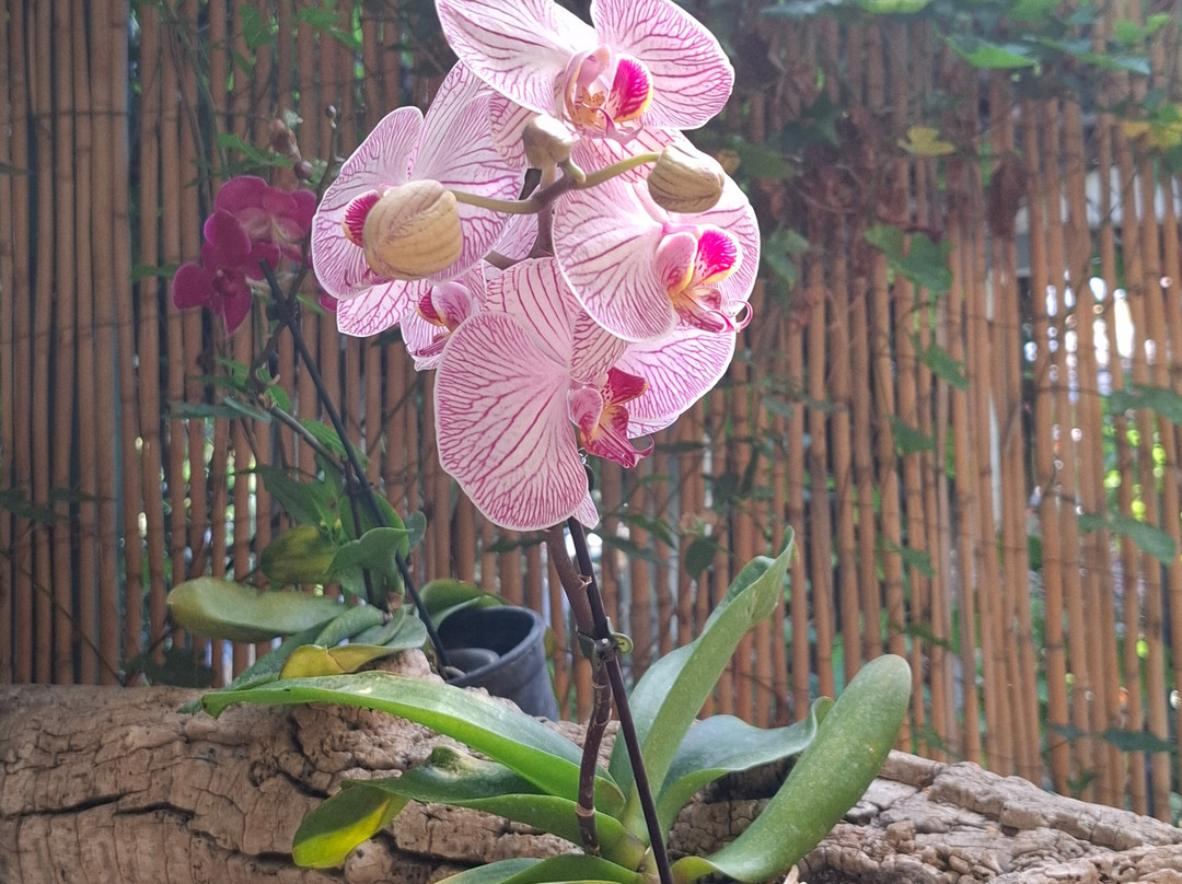 Jardin de Orquideas de Sitio Litre景点图片