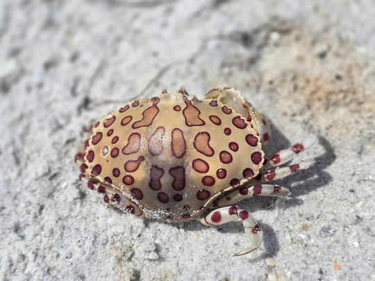 Beach Buddy Tours-迈尔斯堡海滩必去景点