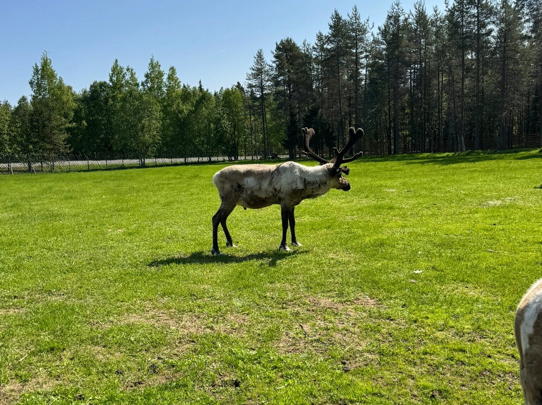 Jaakkola Reindeer Farm-Luosto必去景点