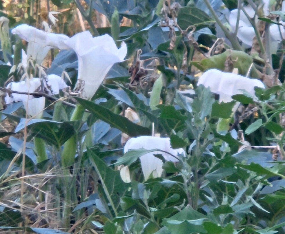 Old Town Jail Trail-Cottonwood必去景点