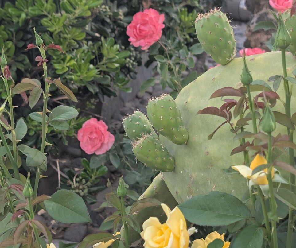 Nereides Hotel主图