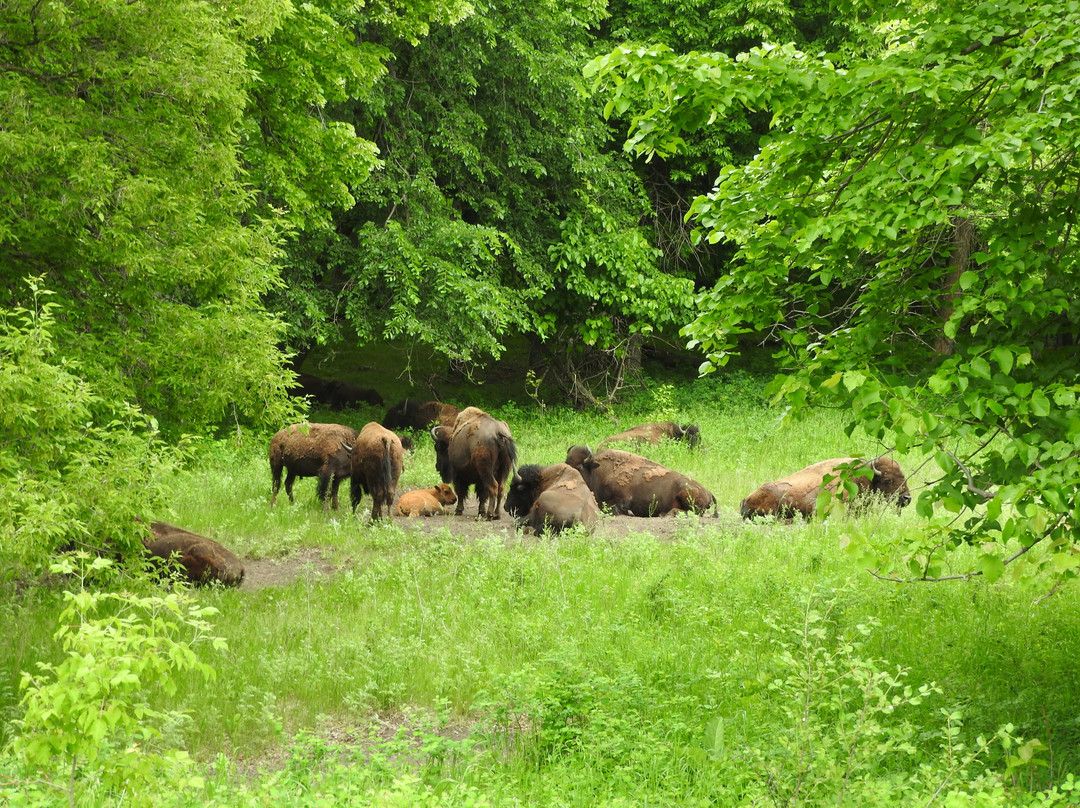 Sullys Hill National Game Preserve-Saint Michael必去景点
