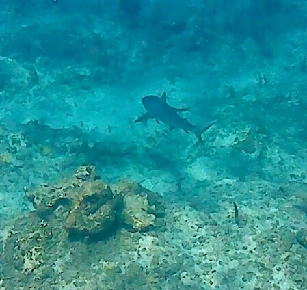 Dive Provo-普罗维登西亚莱斯必去景点