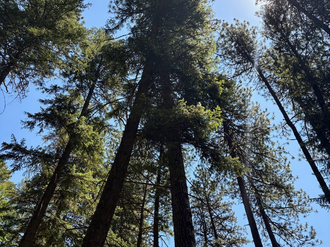 Mineral Ridge National Recreation Trail-科达伦必去景点