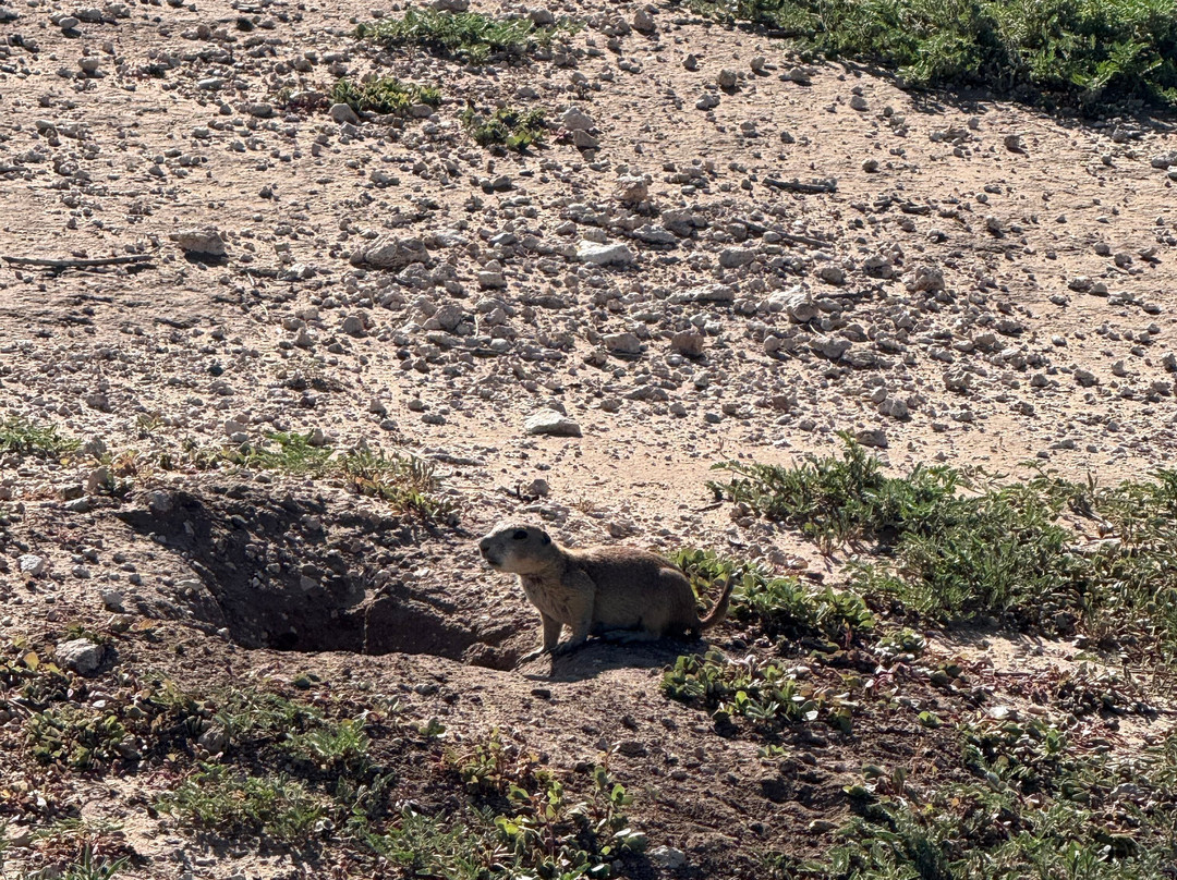 Prairie Dog Town-拉伯克县必去景点
