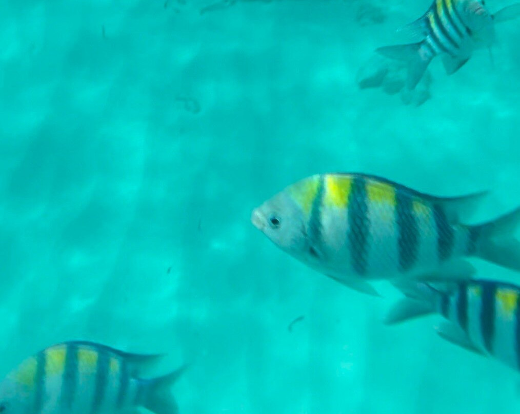 Fun Divers Zanzibar-孥归必去景点