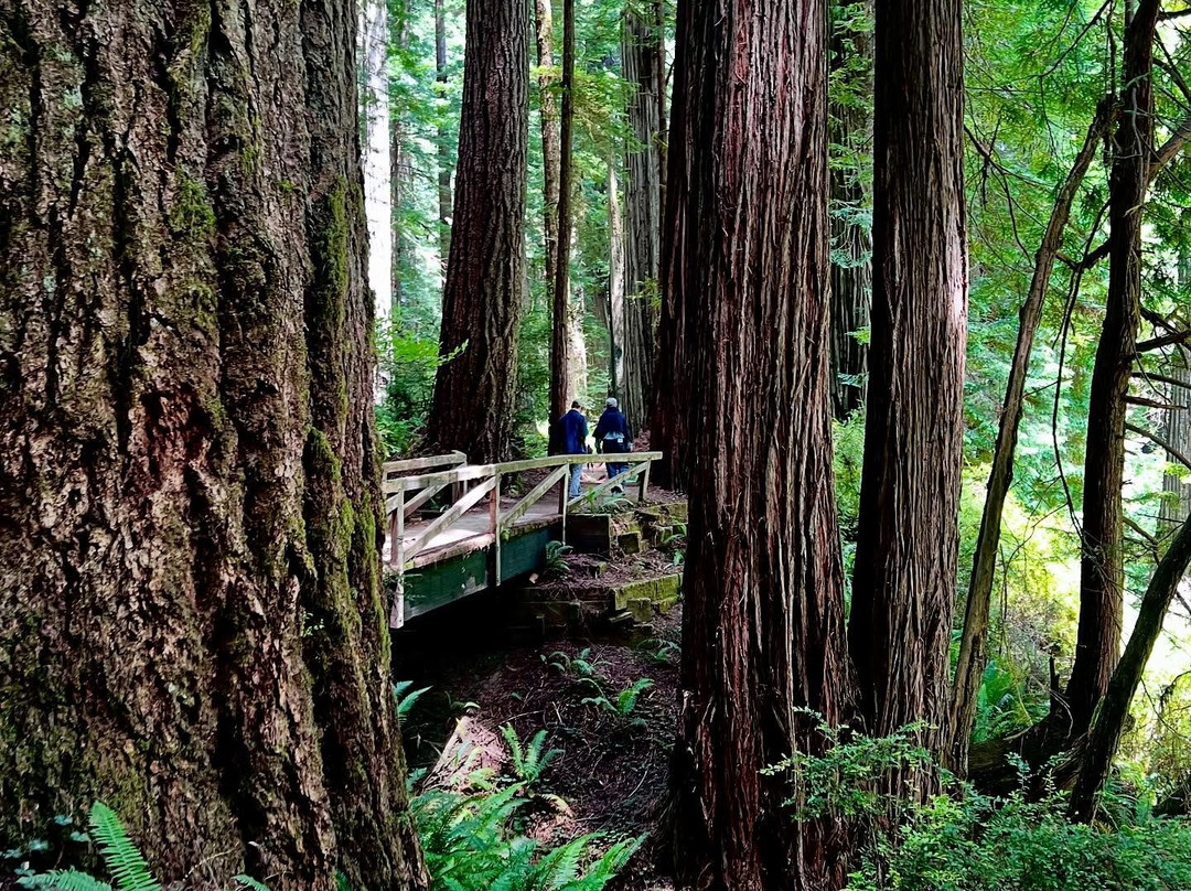 Prairie Creek Redwoods State Park-Orick必去景点
