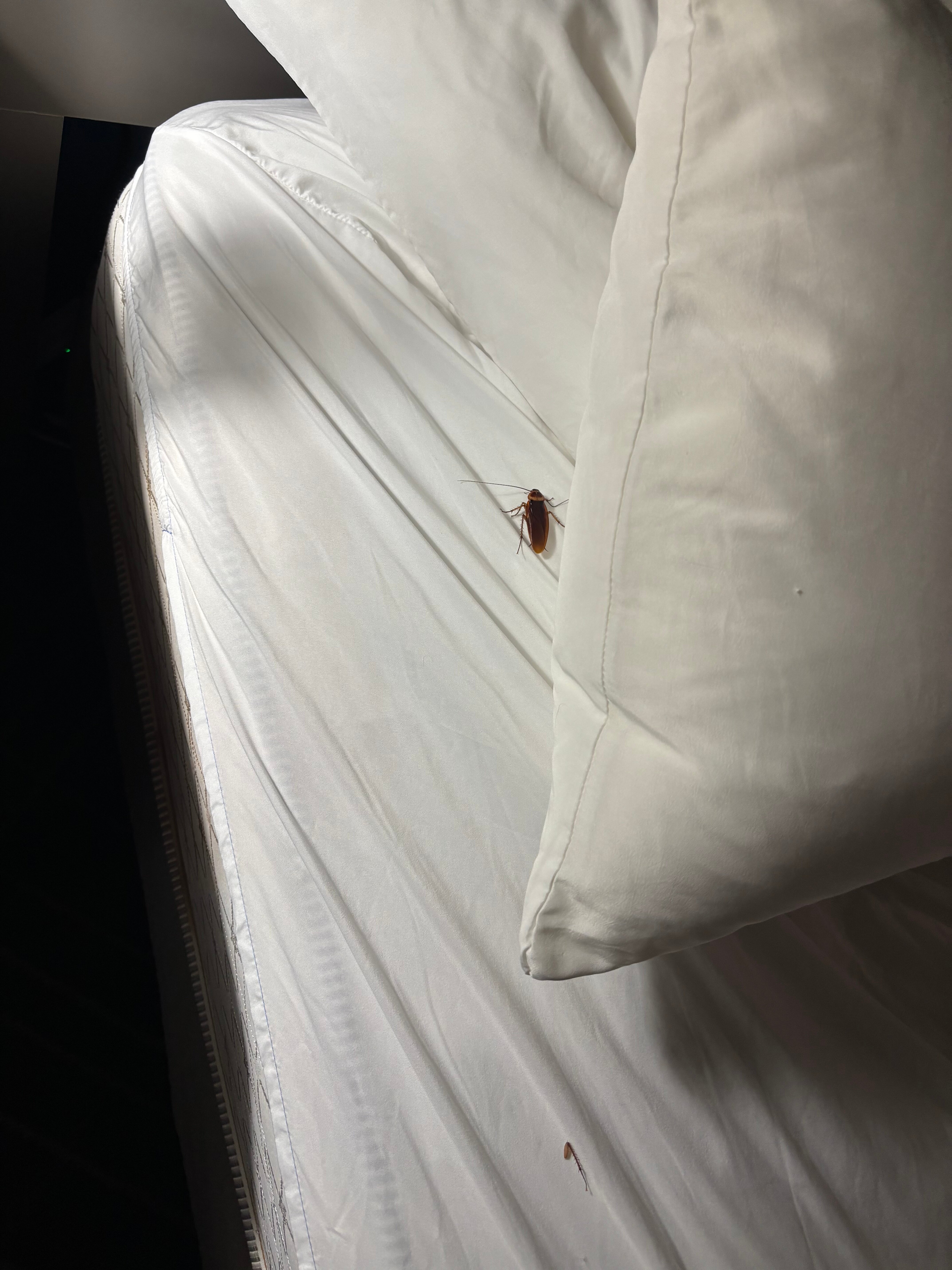 Comfort Suites Gastonia - Charlotte-客卧