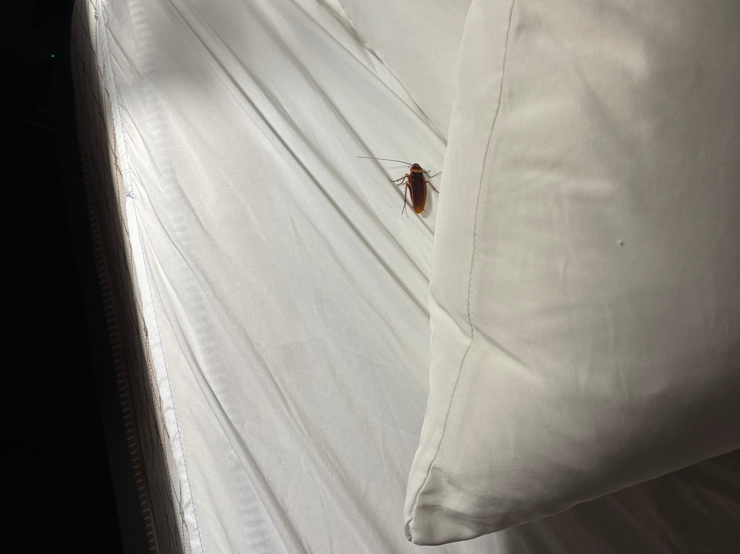 Comfort Suites Gastonia - Charlotte主图