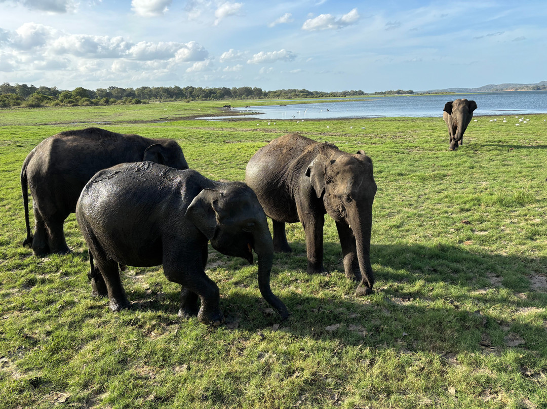 C-Lanka Tours & Travels-科伦坡必去景点