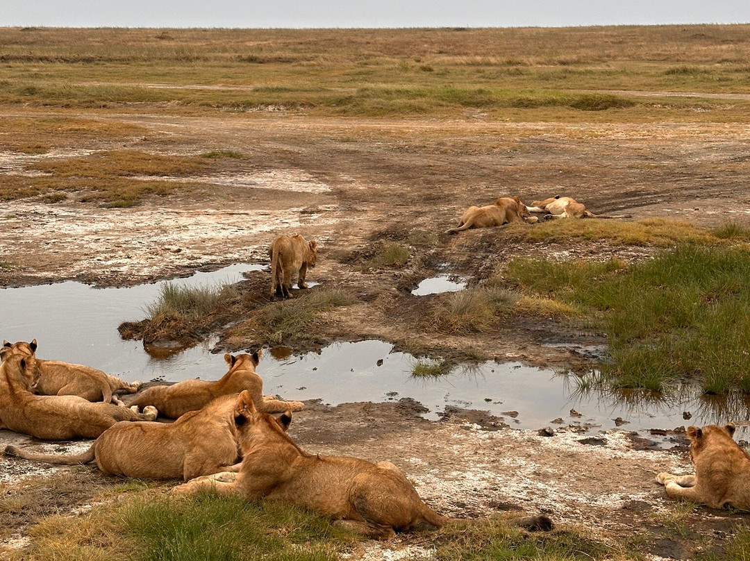 Northern Masailand Safaris-阿鲁沙必去景点