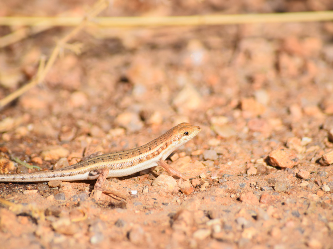 Spitzkoppe-达马拉兰必去景点