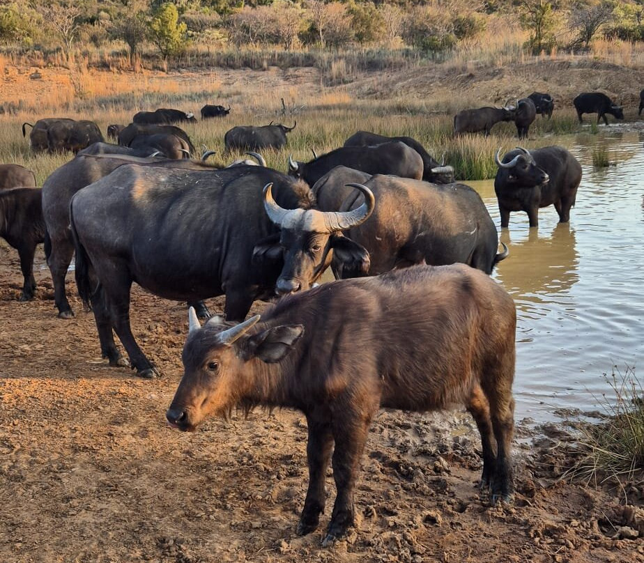 Honeyguide Ranger Camp-Entabeni Game Reserve必去景点