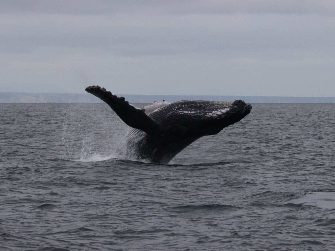 Palo Santo Travel Ecuador-Puerto Lopez必去景点