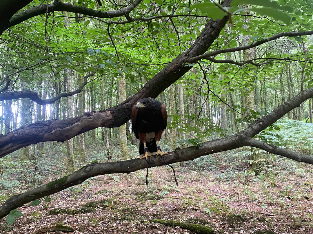 Hampshire Hawk Walks-Alton必去景点