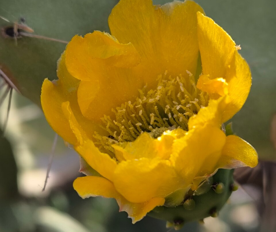 Ruderi di Cirella-迪亚曼泰必去景点