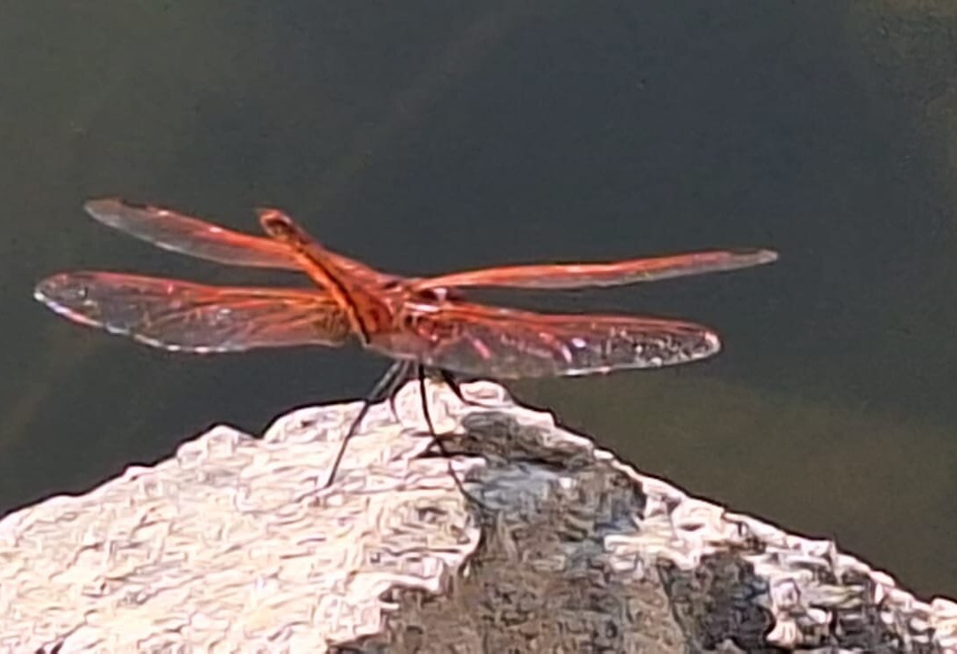 Rooms Novak Rijecani主图