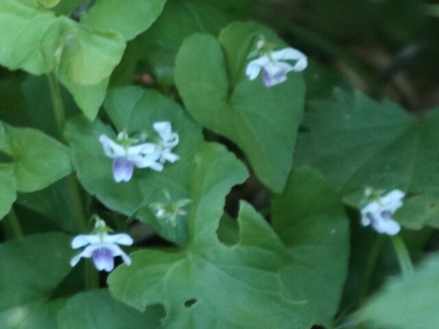 Himenuma-利尻富士町必去景点