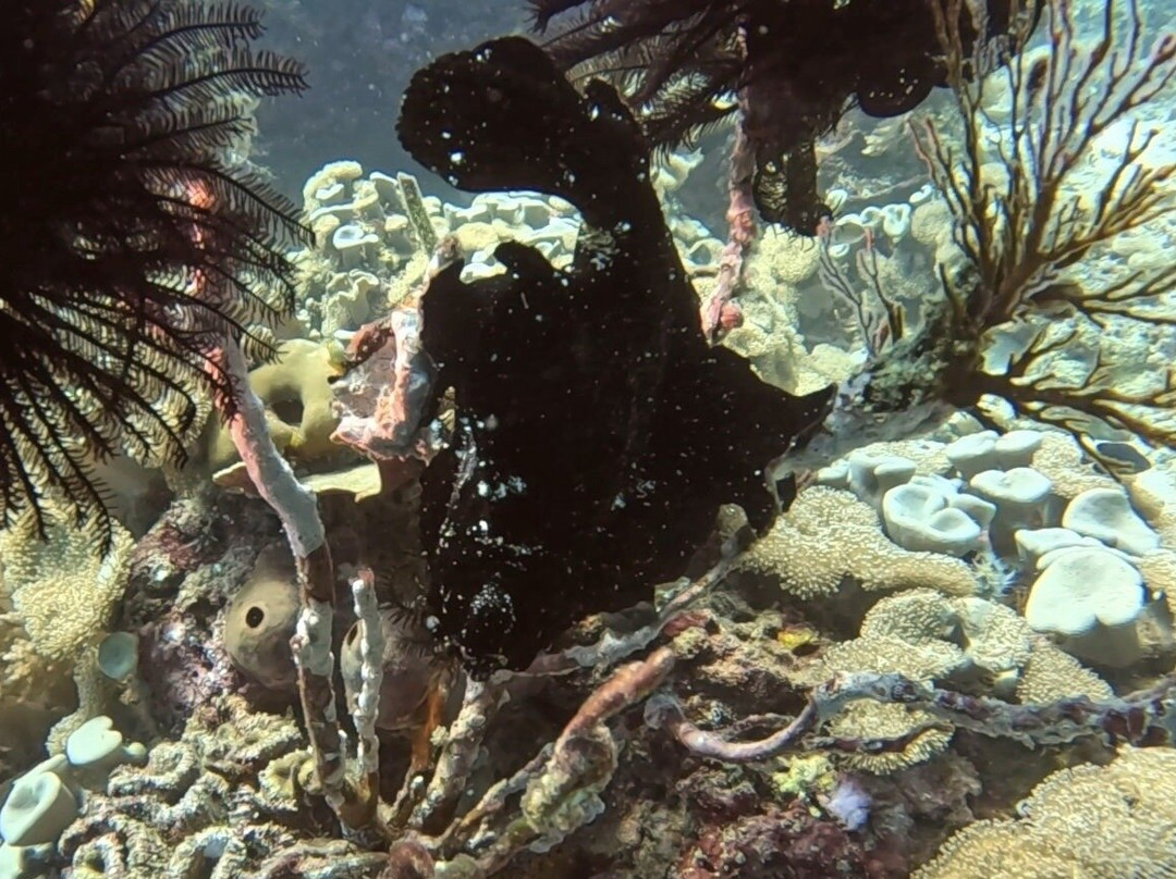 Abyss Ocean World-佩母德兰必去景点