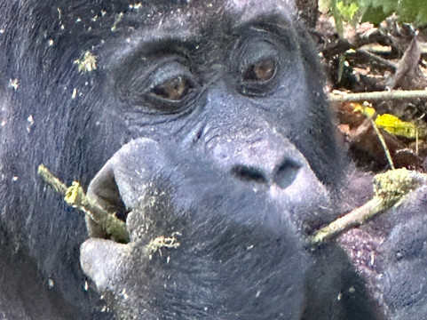 Gorilla Link Tours-坎帕拉必去景点