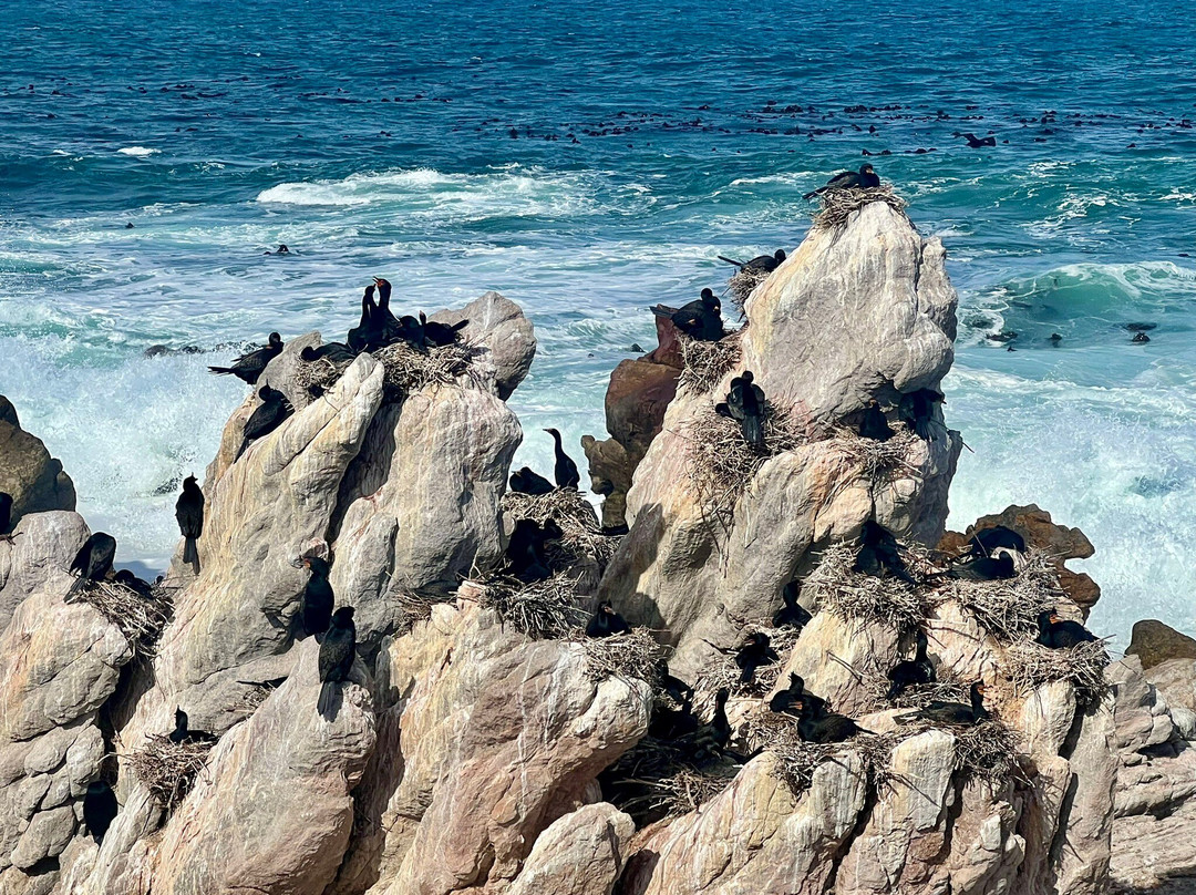 Stony Point Nature Reserve-Betty's Bay必去景点
