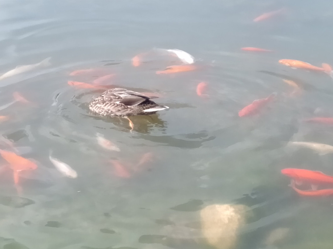 Il Laghetto di Roana-Roana必去景点