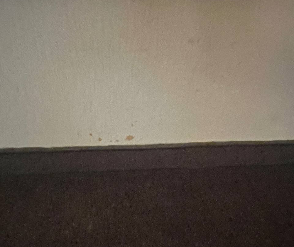 Forrestmix Club主图