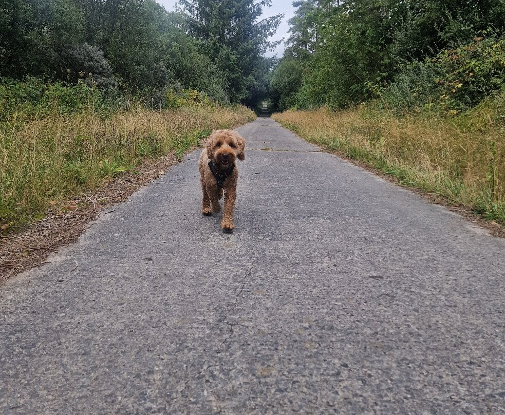 Pembrey Country Park & Beach-Burry Port必去景点