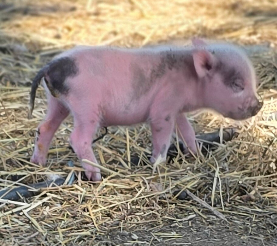 Bella Acres Farm And Animal Sanctuary-Walden必去景点