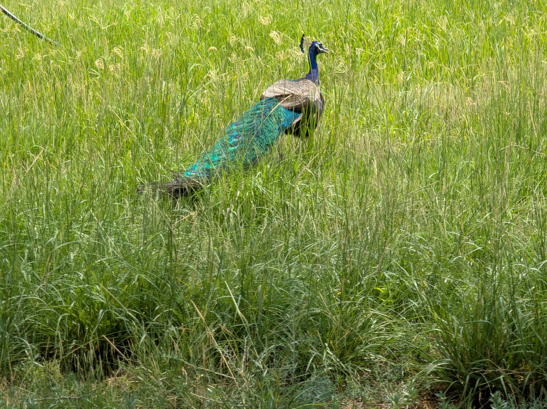 Al Samriya, Doha, Autograph Collection主图