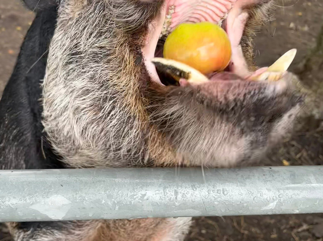 梅菲尔德羊驼馆-谢菲尔德必去景点
