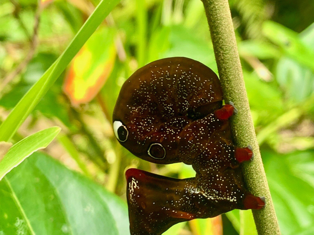 Masoala Safaris-Maroantsetra必去景点