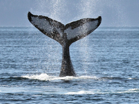 Alaska Tales-朱诺必去景点