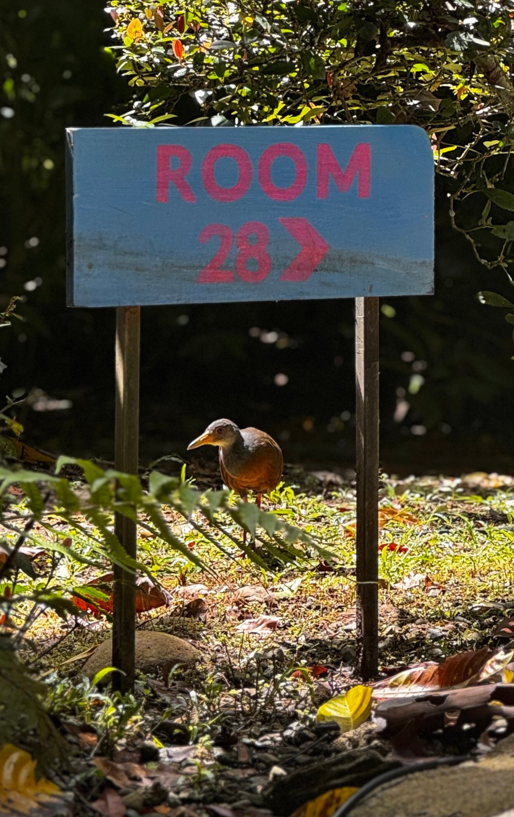 Cariblue Beach & Jungle Resort-浴室