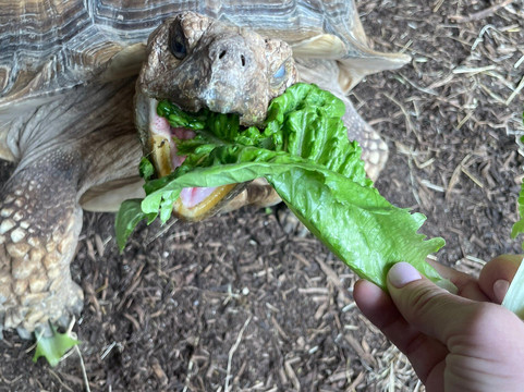 Wells House & Gardens-Gorey必去景点