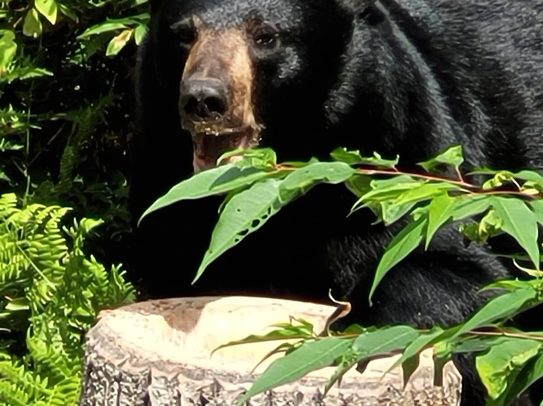 Domaine Le Pic Bois-拉马尔拜必去景点