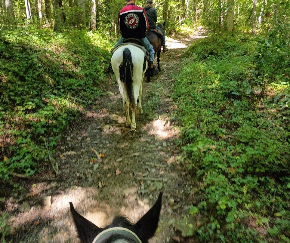 Smokemont Riding Stables-切罗基必去景点