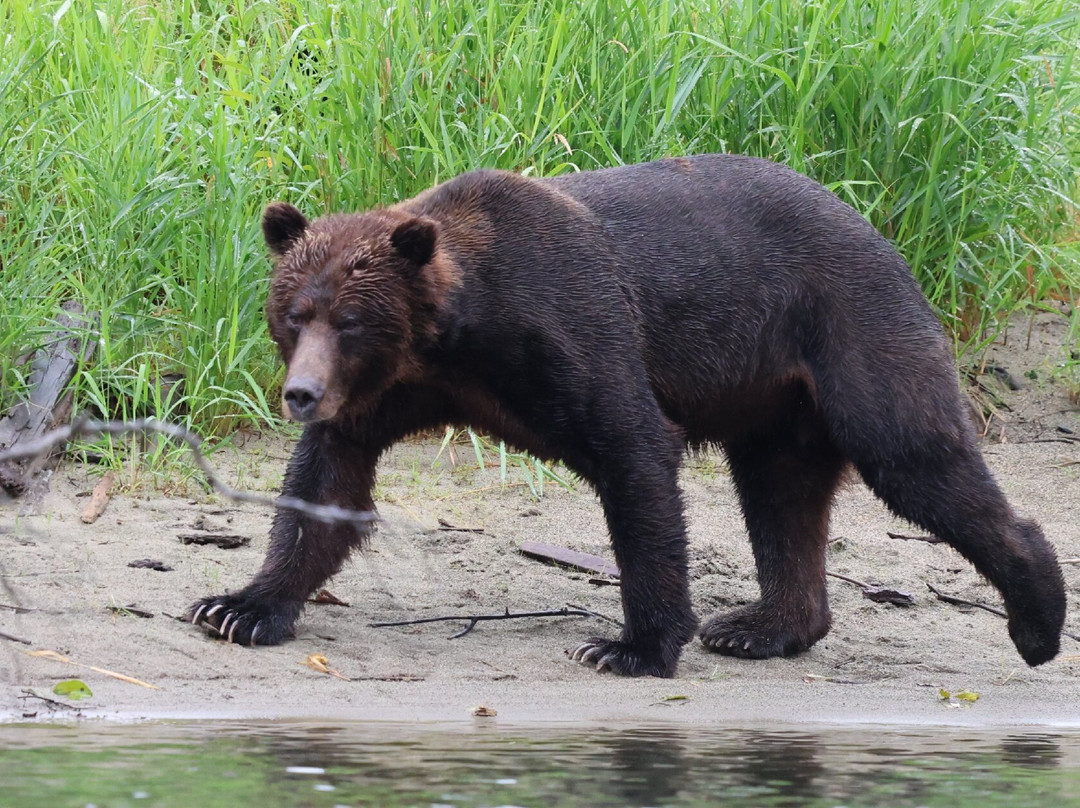 Kynoch Adventures-Bella Coola必去景点