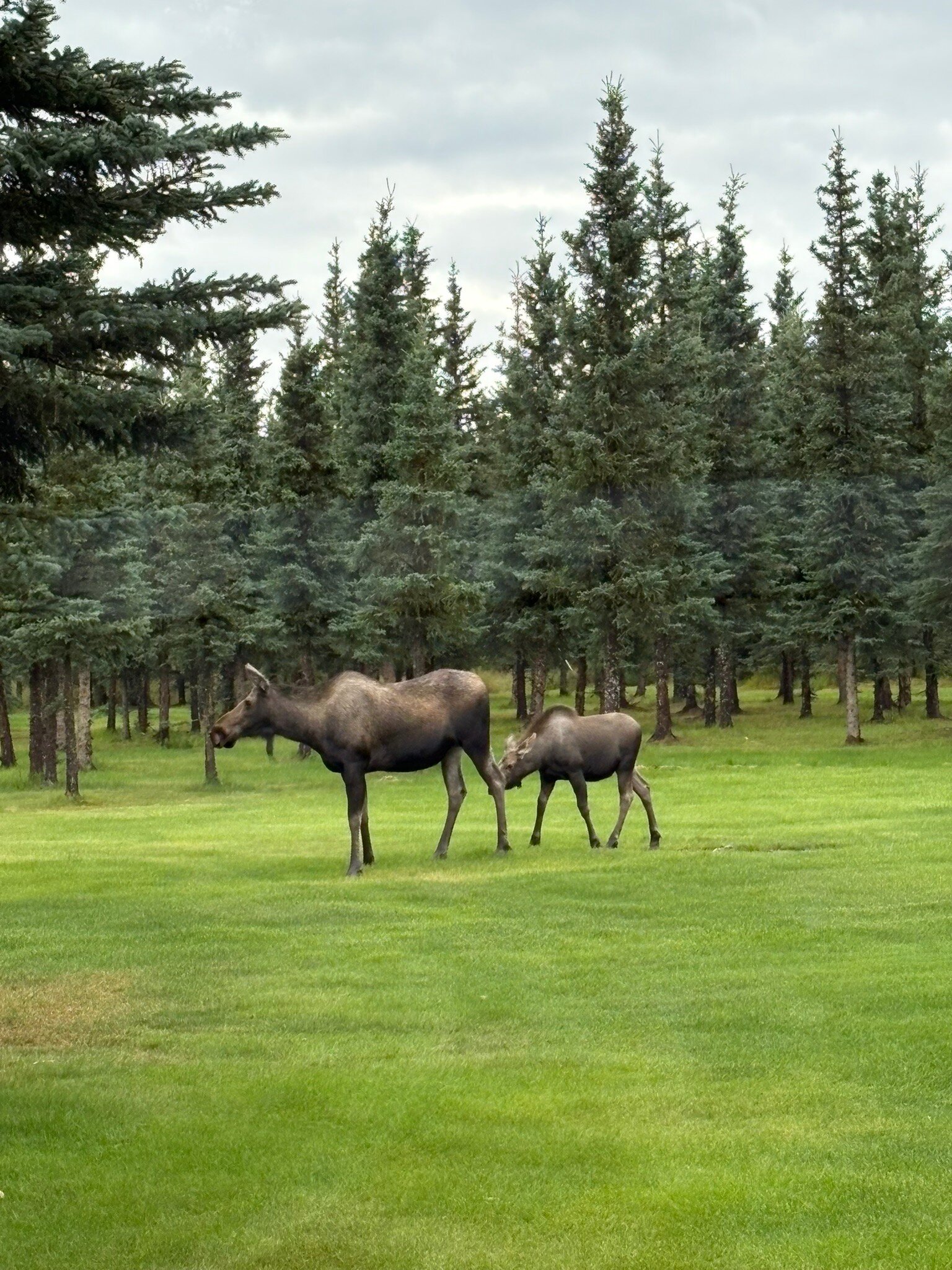Denali Dome Home Bed And Breakfast-官方