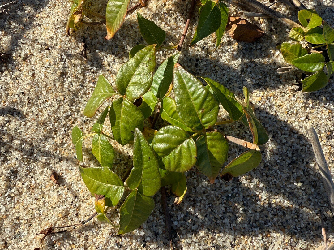 Long Point Shuttle-普罗温斯敦必去景点